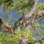 Tanzania Wildlife Ngorongoro leeuwen in boom AZ (5).jpg - Jambo Safari Club